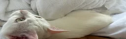 Arabian Mau cats for sale: Disabled Arabian mau kitten from Dubai  - Advert 3