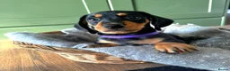 Dachshund dogs for sale: Stunning Standard Datchhound puppies    - Advert 11