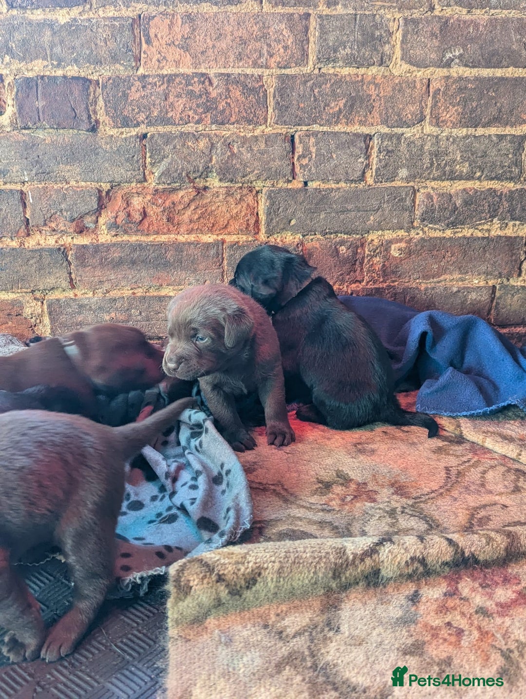 Labrador Retriever dogs for sale: Labrador puppies for sale (black and chocolate)  - Advert 7