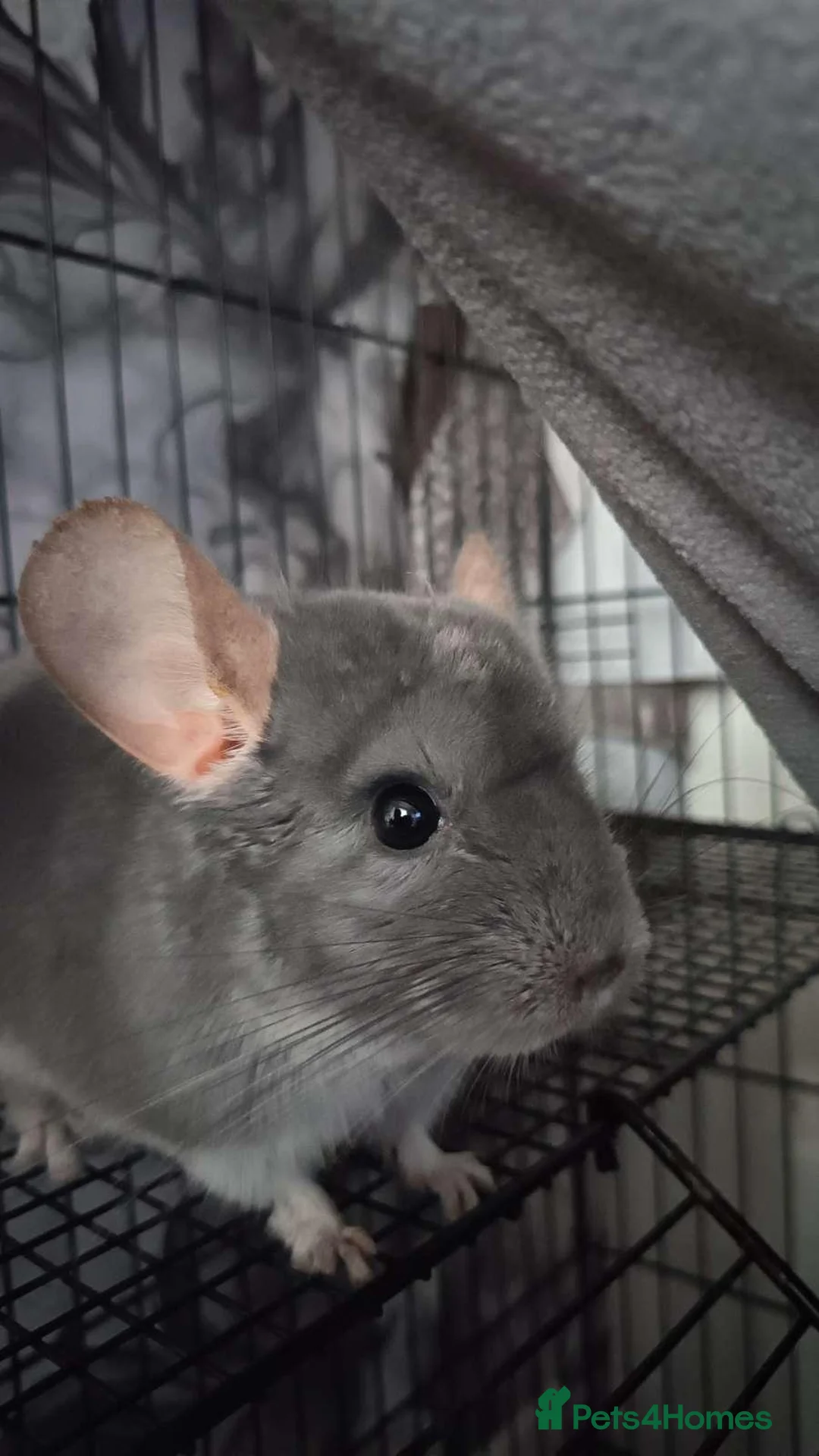 Chinchilla rodents for sale: Chinchilla   in Ashington - Advert 4
