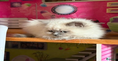 Persian cats - Advert 1