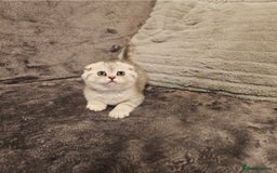 Scottish Fold cats for sale: 2 Adorable Scottish fold kittens left  - Advert 11