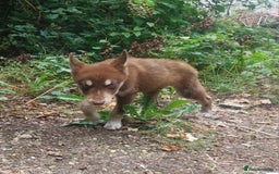 Mixed Breed dogs for sale: Husky Labrador cross puppies  - Image 11
