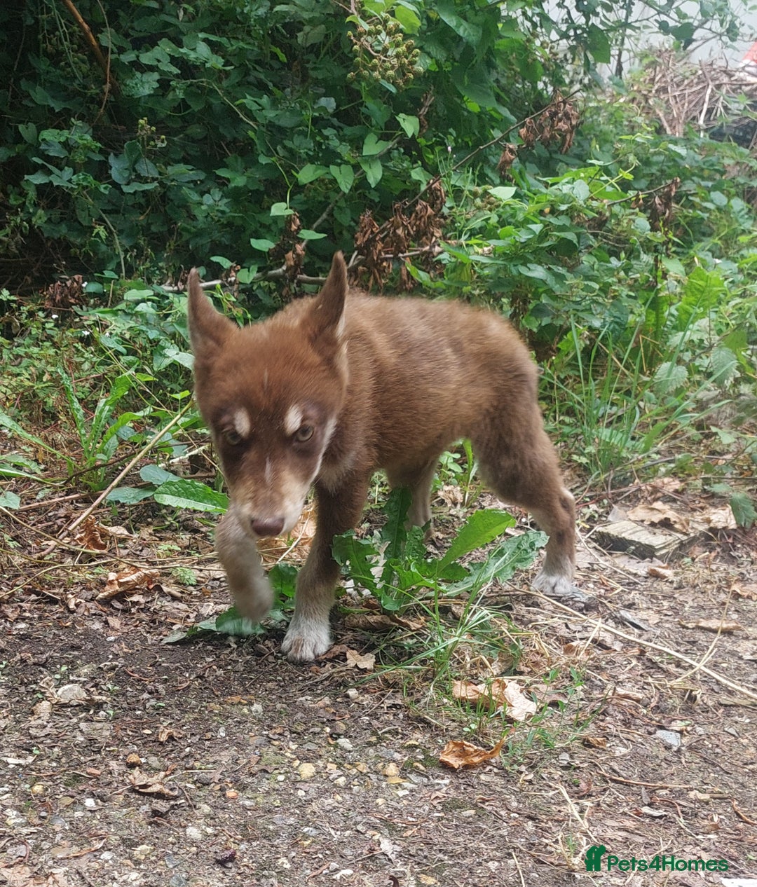 Mixed Breed dogs for sale: Husky Labrador cross puppies  - Image 11