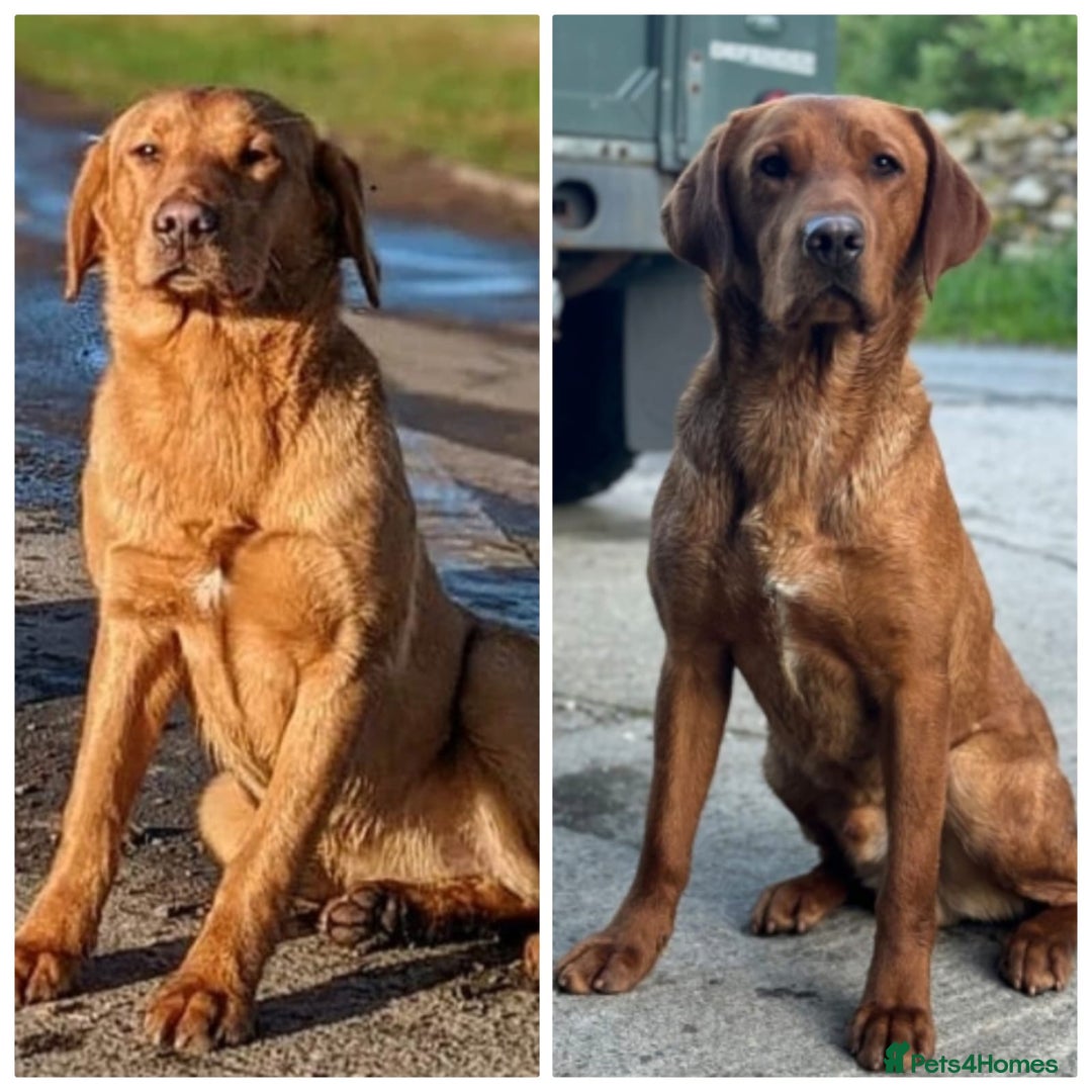 Labrador Retriever dogs for sale: Fab KC Fox Red Pups - 4* Higher Standard Breeder - Advert 11