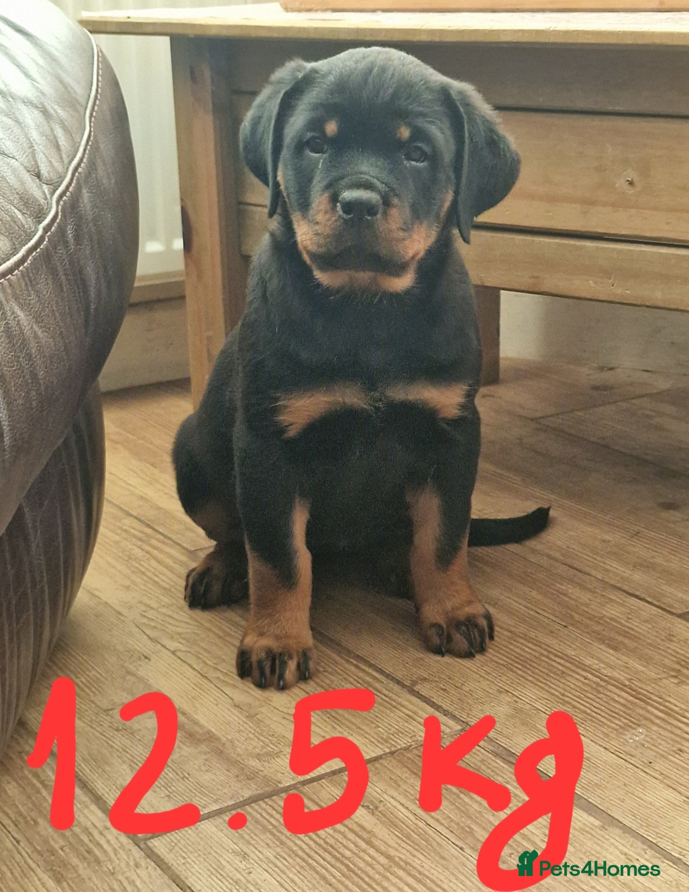 Rottweiler dogs MASSIVE ROTTWEILER PUPPIES  - Advert 4