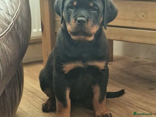 Rottweiler dogs MASSIVE ROTTWEILER PUPPIES - Advert 4