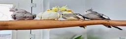 Cockatiels birds for sale: Beautiful baby hand tamed cockatiels for sale. - Advert 2