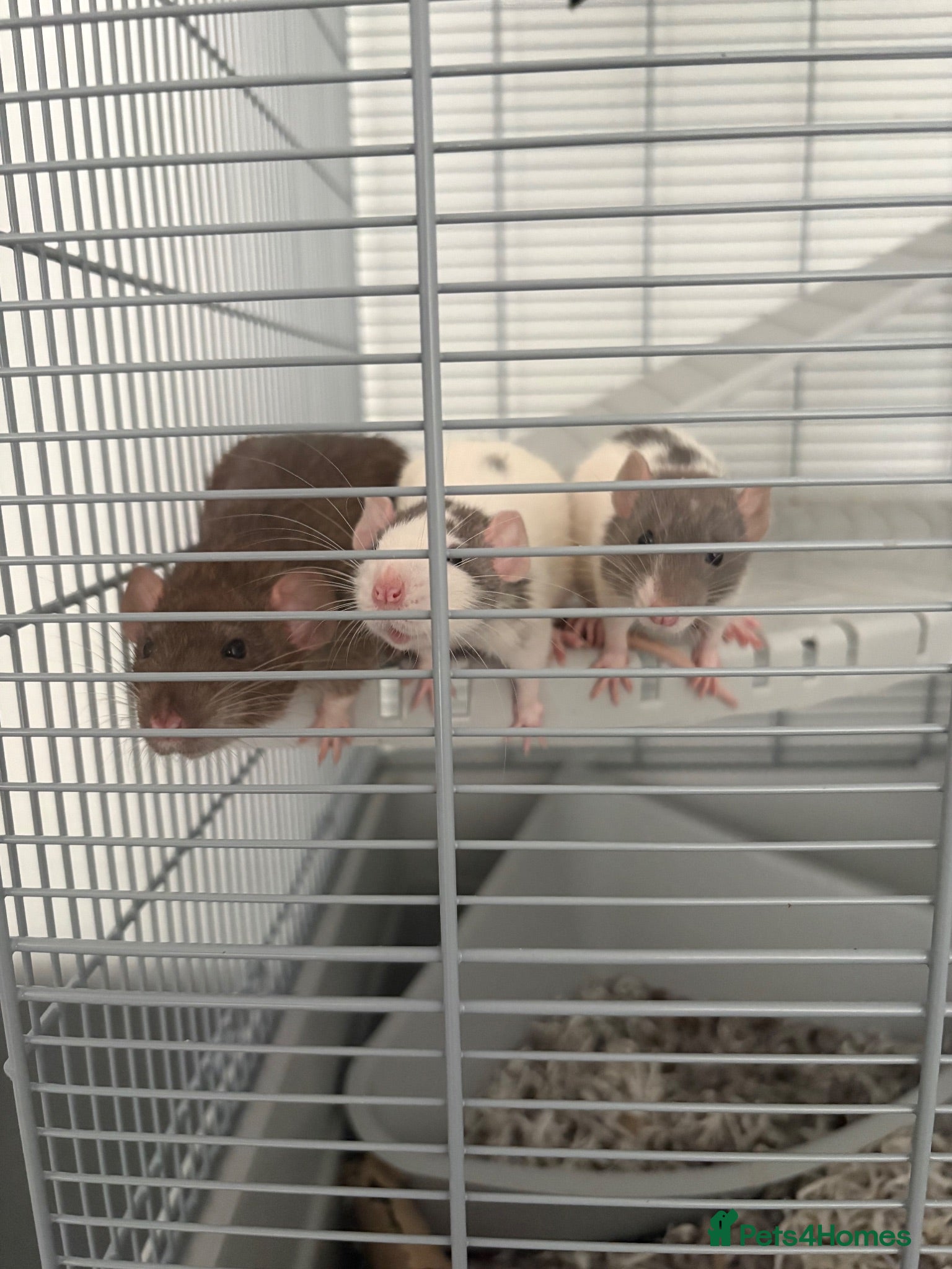 Rat rodents 3 male rats - Advert 18