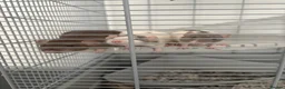 Rat rodents for sale: 3 male rats - Advert 1