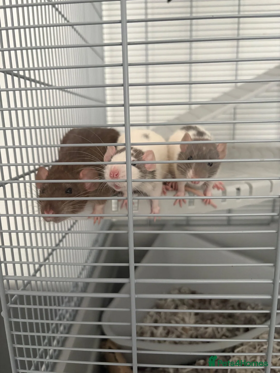 Rat rodents for sale: 3 male rats - Advert 1