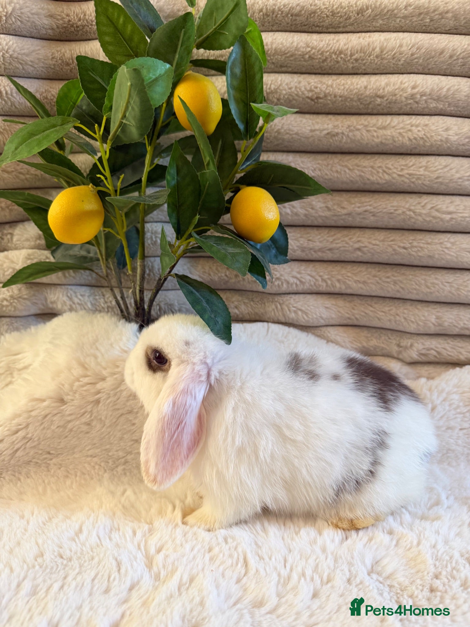 Mini Lop rabbits for sale: Friendly sweet Mini Lop girl ready now - Advert 2