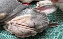French Bulldog dogs for sale: Isabella wrapped in cream, fluffy carrier - Image 20