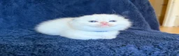 Scottish Fold cats for sale: Beautiful Scottish Fold & Straight Kittens - Advert 29