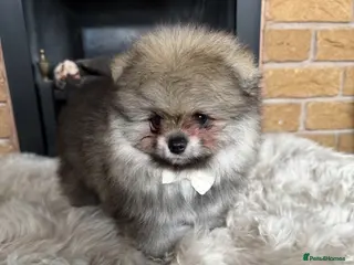 Pomeranian dogs ✨ Rare colour/Thick coat Teddy Bear Pom Puppies ✨ - Advert 6