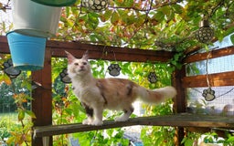 Maine Coon cats for sale: Stunning Tortie Maine Coon Kitten POLYDACTYL Girl. - Image 4
