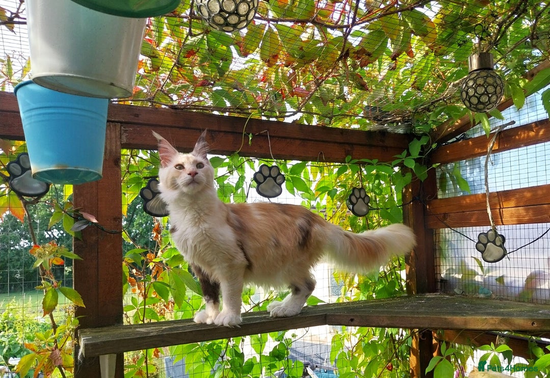 Maine Coon cats for sale: Stunning Tortie Maine Coon Kitten POLYDACTYL Girl. - Image 4