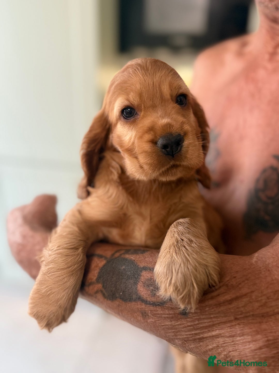 Cocker Spaniel dogs for sale: KC Registered Show Cocker Spaniel Puppies - Image 17