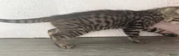 Mixed Breed cats for sale: Stunning kittens for sale x - Advert 4