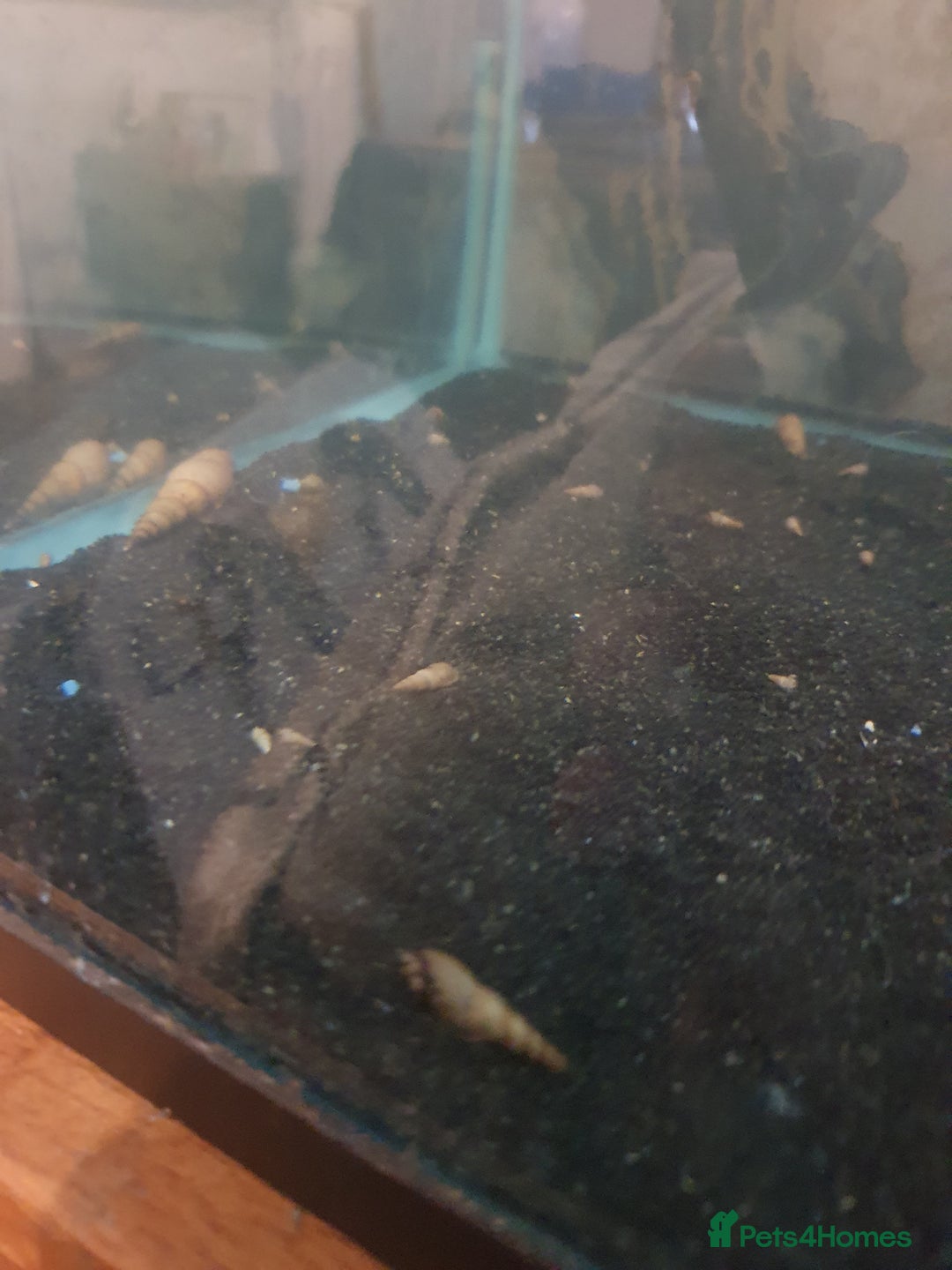 Snails fish for sale: Malaysian Trumpet Snails - Image 4