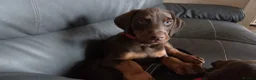 Dobermann dogs for sale: Dobermann puppies - Advert 12
