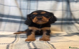 Cavalier King Charles Spaniel dogs for sale: 4 stunning B&t chocolate carrier cavaliers - Image 3