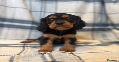 Cavalier King Charles Spaniel dogs - Advert 12
