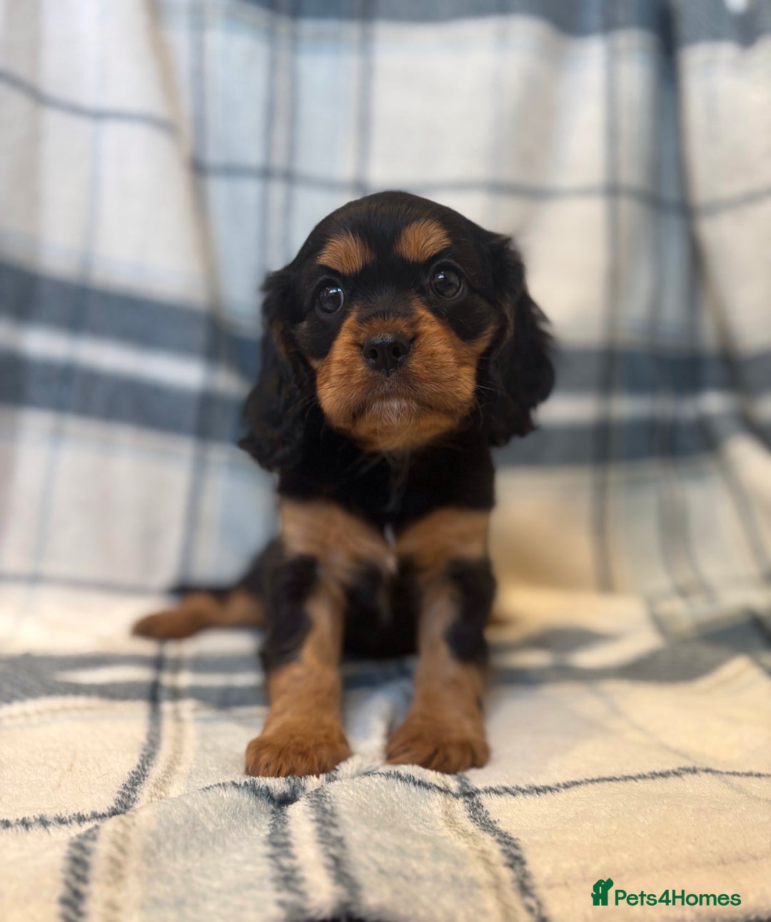 Cavalier King Charles Spaniel dogs for sale: 4 stunning B&t chocolate carrier cavaliers - Image 3