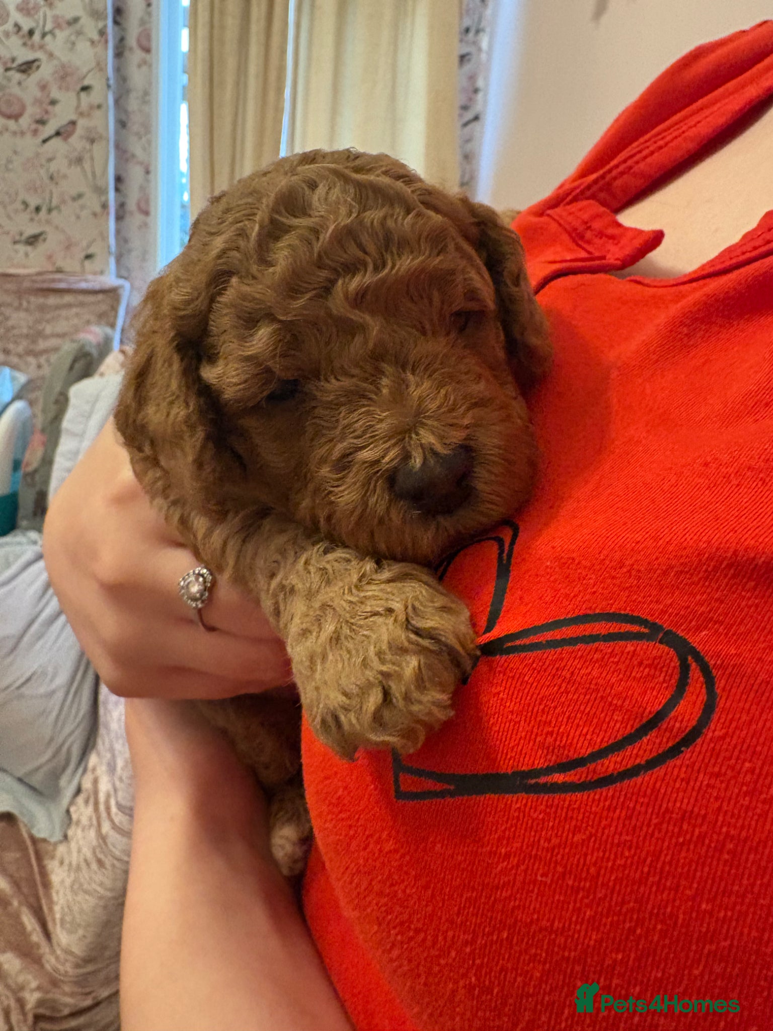 Cockapoo dogs Stunning cockapoo puppies to be reserved  - Advert 9