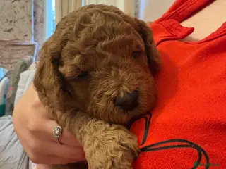 Cockapoo dogs Stunning cockapoo puppies to be reserved - Advert 9