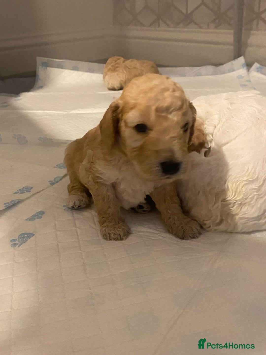 Cockapoo dogs for sale: F2 Cockapoo - Image 18