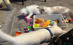 Turkish Angora cats for sale: Turkish Angora kittens - Image 20