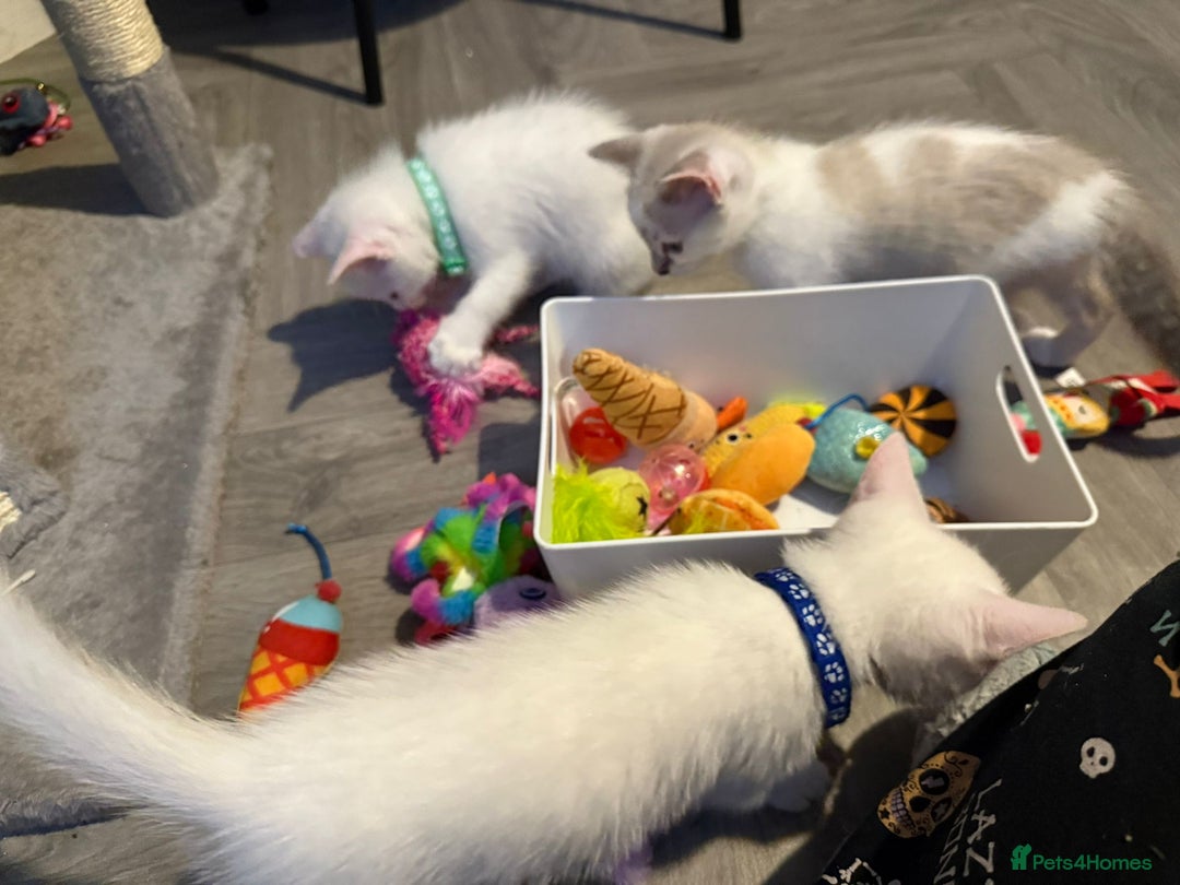 Turkish Angora cats for sale: Turkish Angora kittens - Image 20