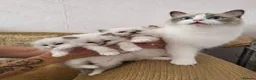 Ragdoll cats for sale:  beautiful ragdoll kittens 🐾 - Advert 2