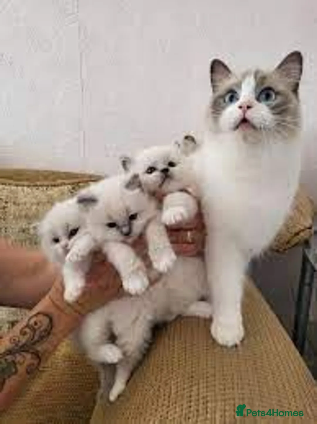 Ragdoll cats for sale:  beautiful ragdoll kittens 🐾 - Advert 2