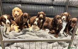 Cocker Spaniel dogs for sale: Cocker Spaniel Puppies Ready Now - Image 2