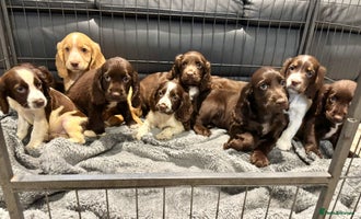 Cocker Spaniel dogs Cocker Spaniel Puppies Ready Now - Advert 8