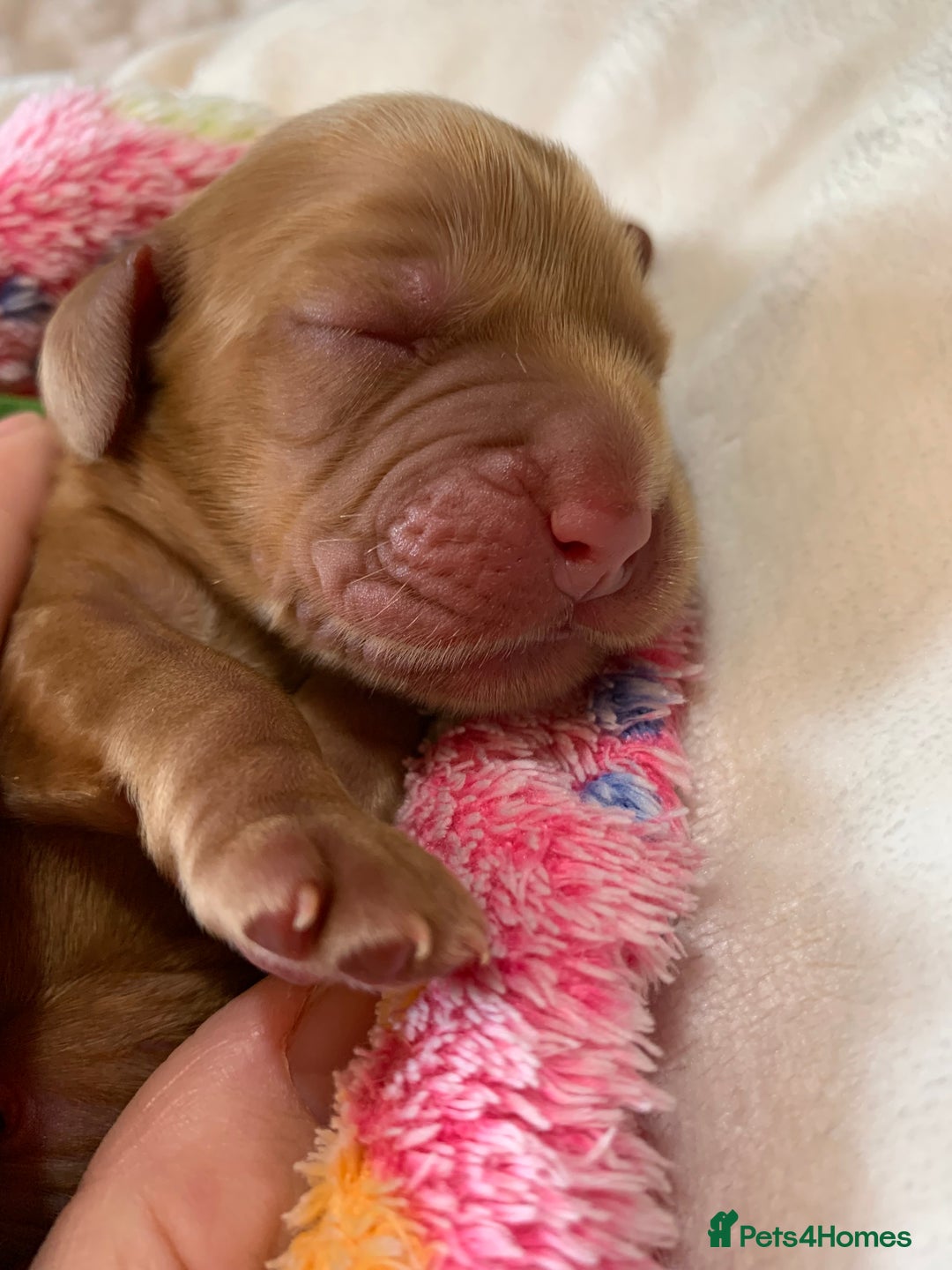 Cocker Spaniel dogs for sale: KC Show Carefully bred for Health and Temperament  - Image 1