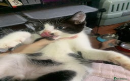 British Shorthair cats for sale: Panda and beautiful boy - Image 6