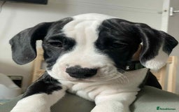 Mixed Breed dogs for sale: American Bulldog x Cocker Spaniel puppy - Image 1