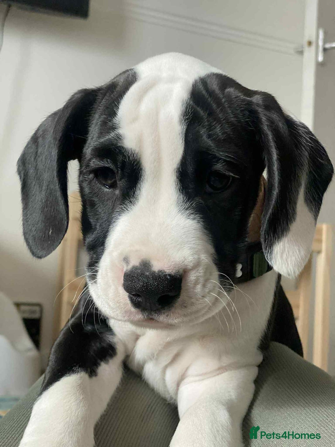 Mixed Breed dogs for sale: American Bulldog x Cocker Spaniel puppy - Image 1