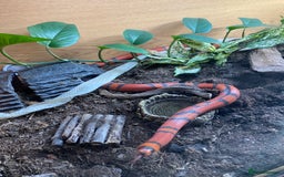 King Snake reptiles for sale: Rare tangerine honduran male - Image 3