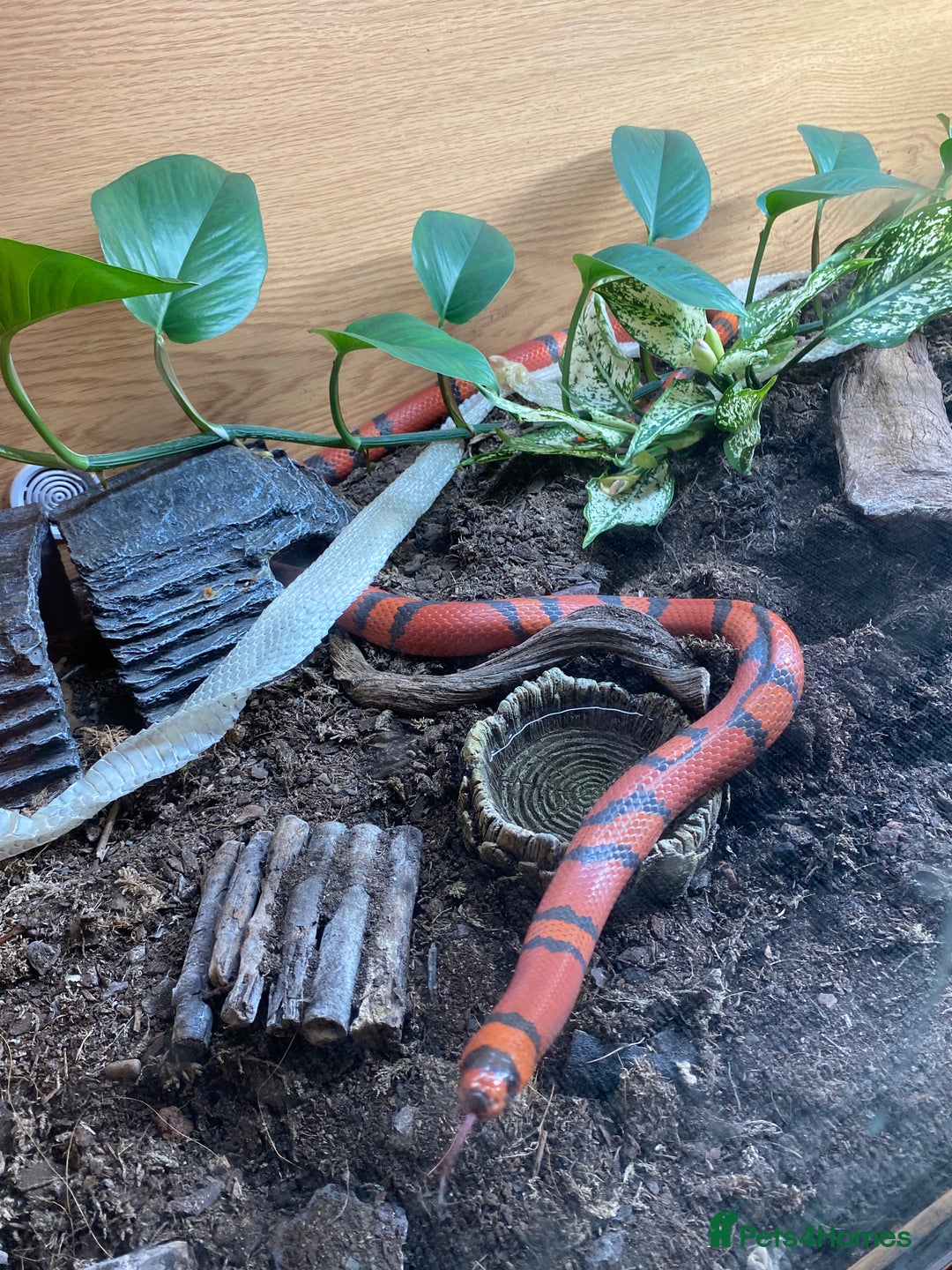 King Snake reptiles for sale: Rare tangerine honduran male - Image 3