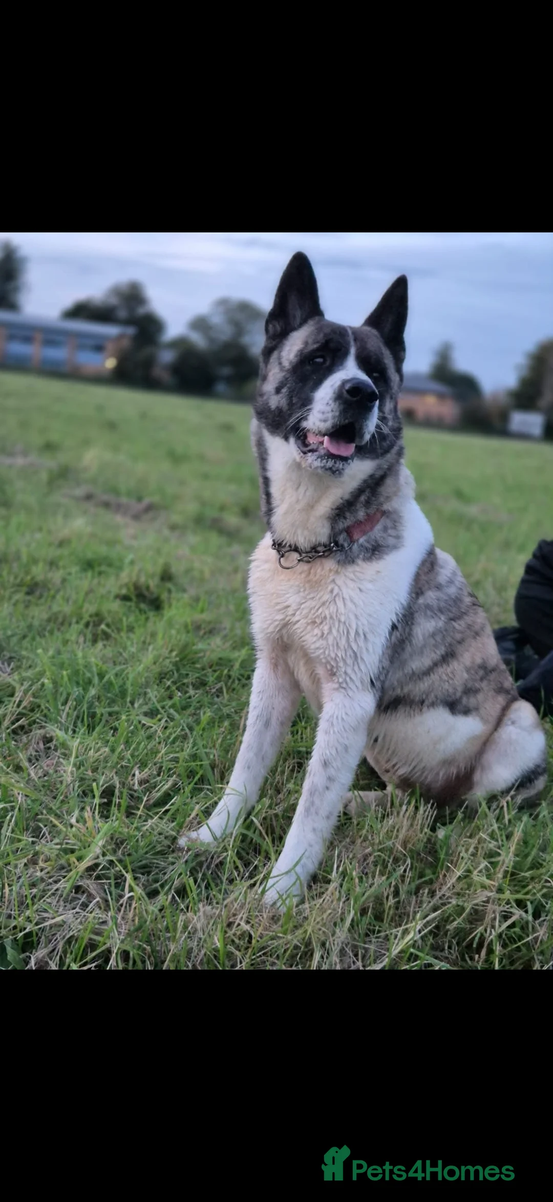 Akita dogs for sale: Nova the american akita  - Advert 4