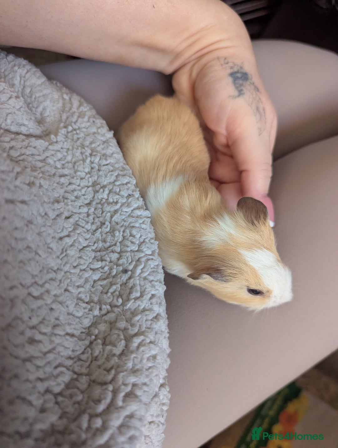 Guinea Pig rodents for sale: Baby guinea pigs  - Advert 14