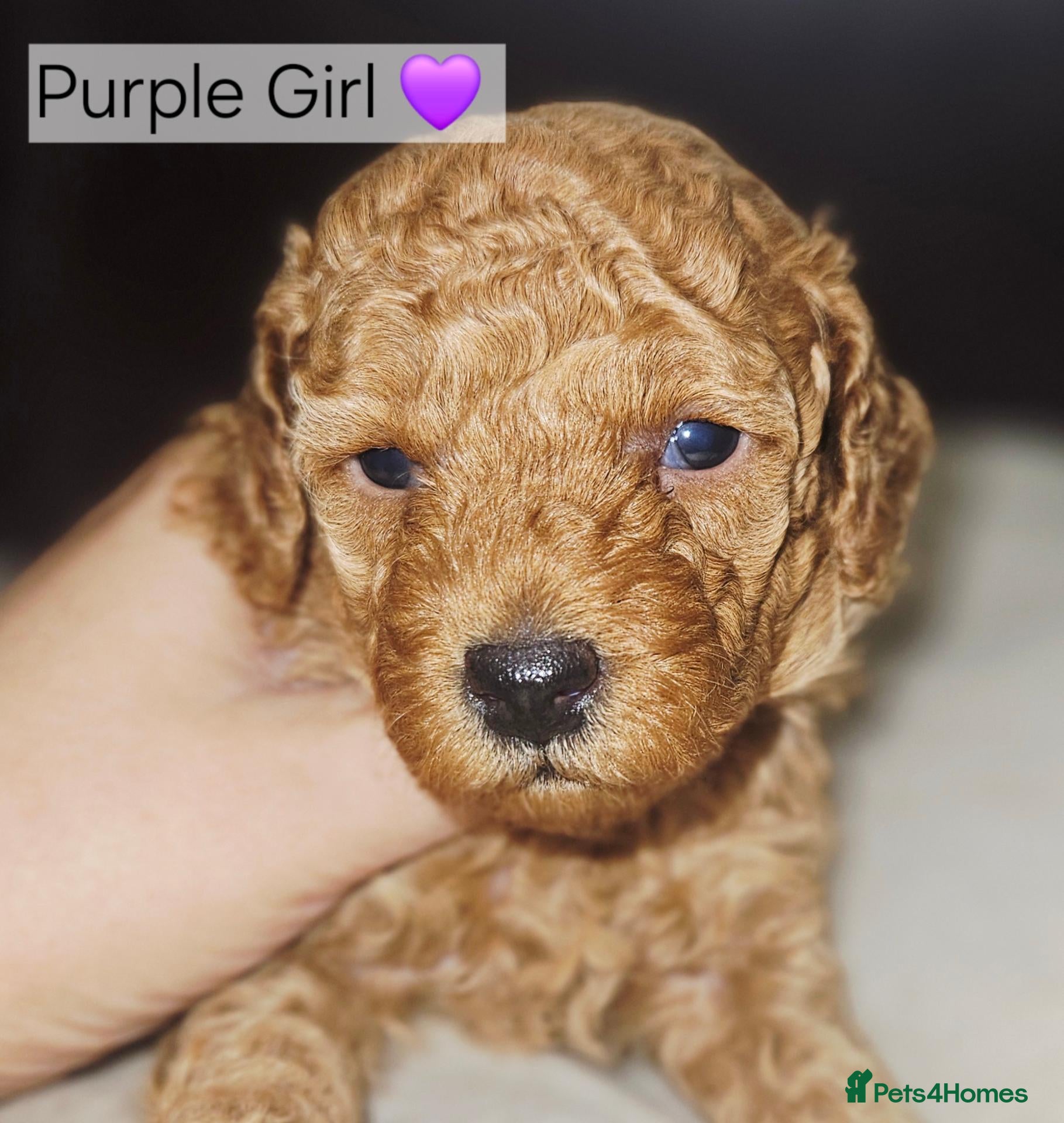 Toy Poodle dogs Licensed breeder, kc fox red toy poodles - Advert 2