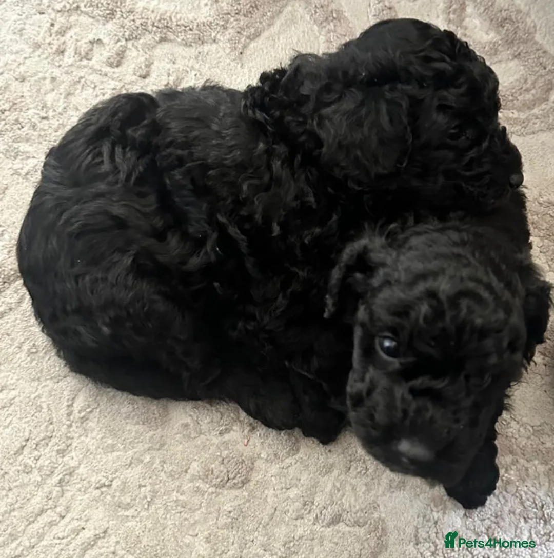 Toy Poodle dogs for sale: Gorgeous black GIRL KC Registered toy poodle puppy - Advert 2