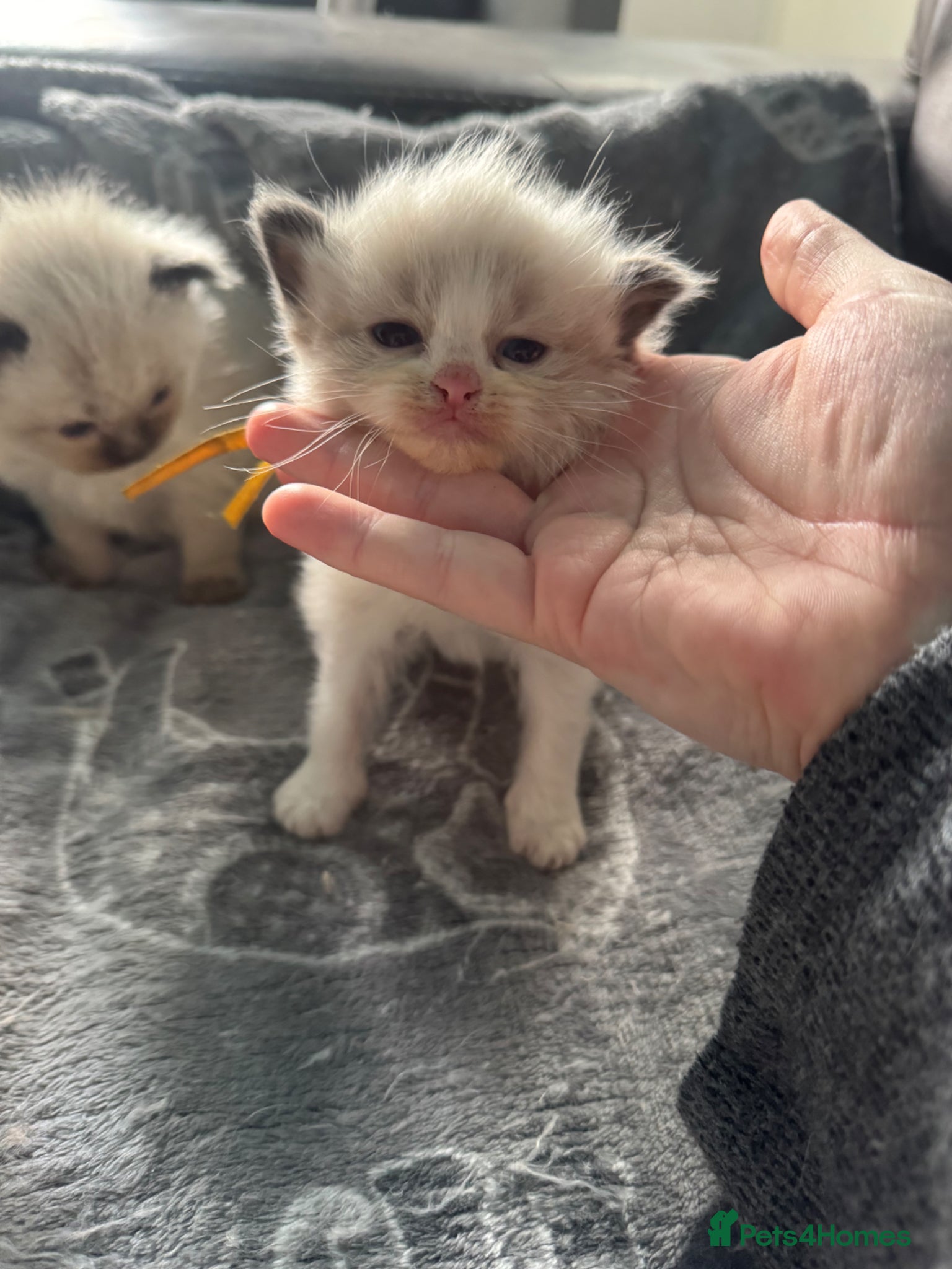 Ragdoll cats Beautiful ragdoll kittens  - Advert 15