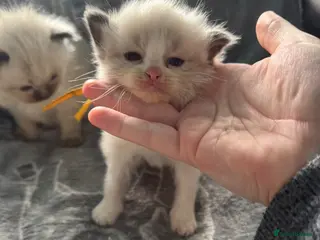 Ragdoll cats Beautiful ragdoll kittens - Advert 15