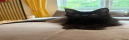 Maine Coon cats for sale: Maine coon - Advert 21